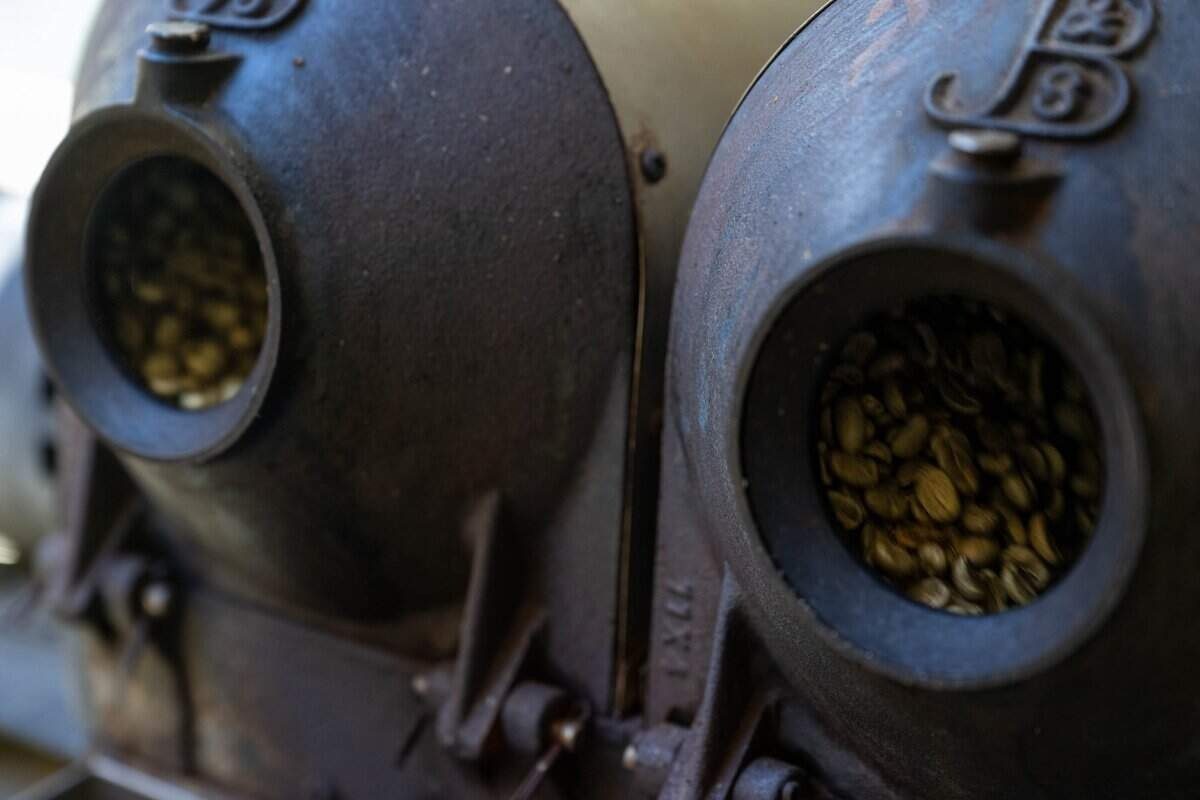 Green coffee beans in the twin drums of a cast-iron roaster